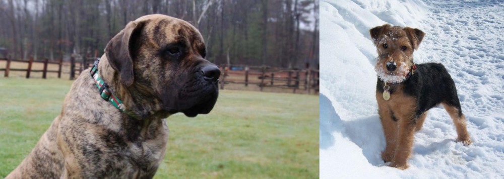 Welsh Terrier vs American Mastiff - Breed Comparison