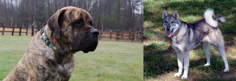 West Siberian Laika vs American Mastiff - Breed Comparison