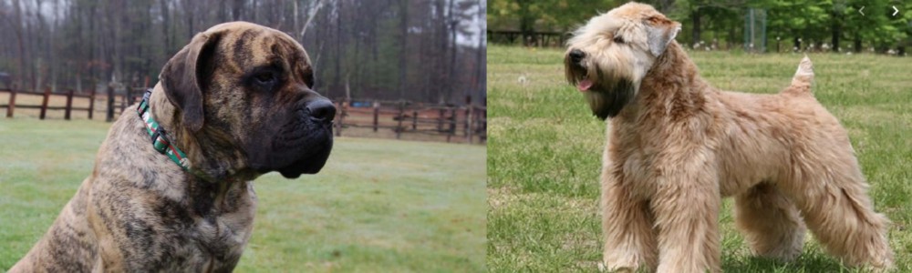 Wheaten Terrier vs American Mastiff - Breed Comparison
