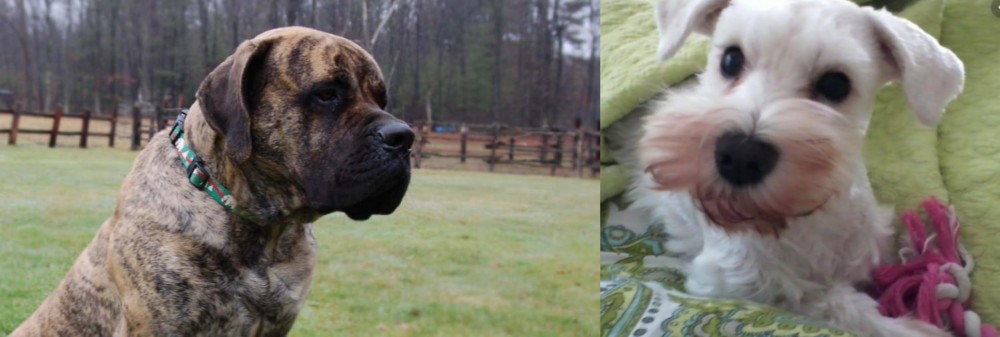 White Schnauzer vs American Mastiff - Breed Comparison