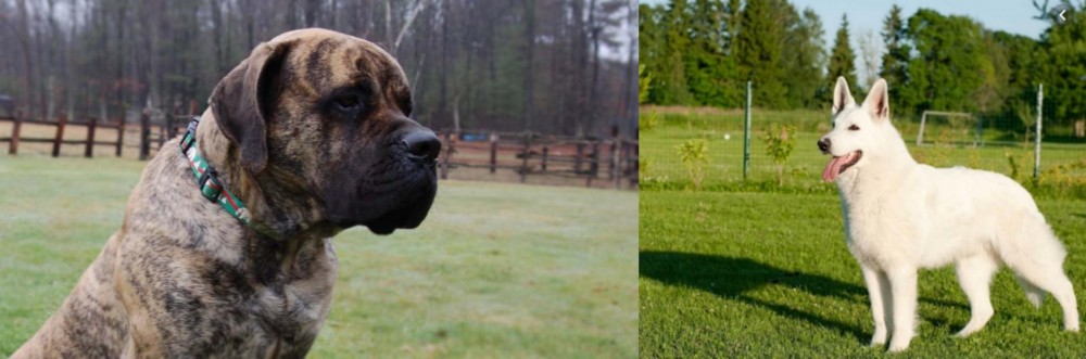 White Shepherd vs American Mastiff - Breed Comparison