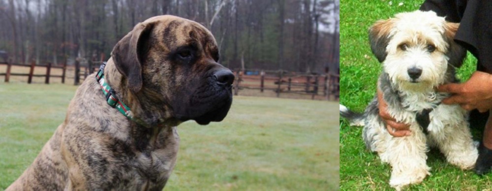 Yo-Chon vs American Mastiff - Breed Comparison