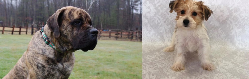 Yochon vs American Mastiff - Breed Comparison