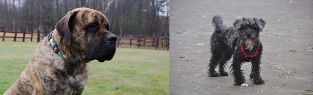 YorkiePoo vs American Mastiff - Breed Comparison
