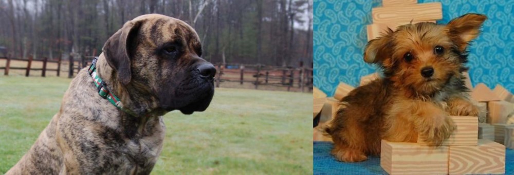 Yorkillon vs American Mastiff - Breed Comparison