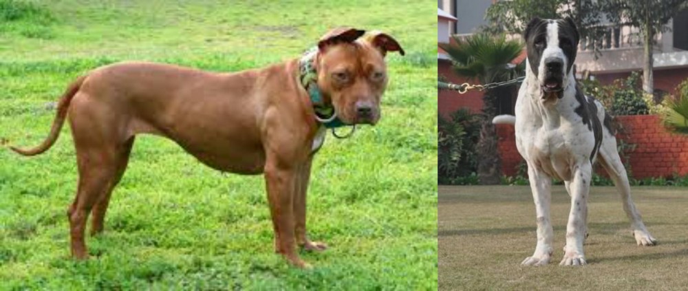 Alangu Mastiff vs American Pit Bull Terrier - Breed Comparison