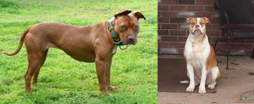 Alapaha Blue Blood Bulldog vs American Pit Bull Terrier - Breed Comparison