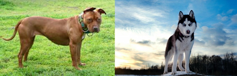 Alaskan Husky vs American Pit Bull Terrier - Breed Comparison