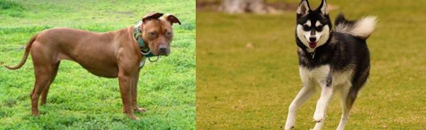Alaskan Klee Kai vs American Pit Bull Terrier - Breed Comparison