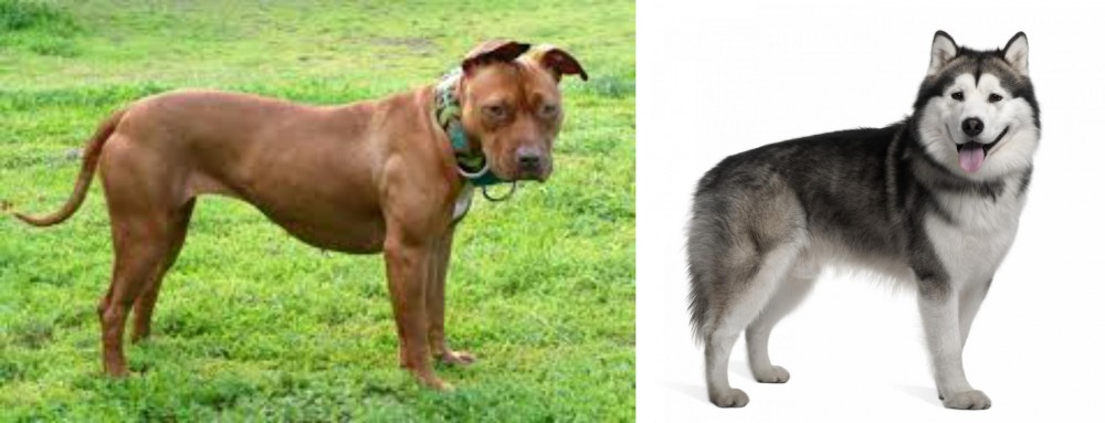 Alaskan Malamute vs American Pit Bull Terrier - Breed Comparison