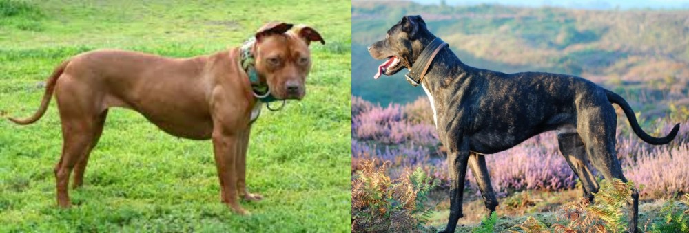 Alaunt vs American Pit Bull Terrier - Breed Comparison