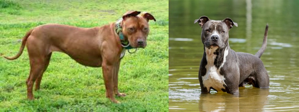American Staffordshire Terrier vs American Pit Bull Terrier - Breed Comparison