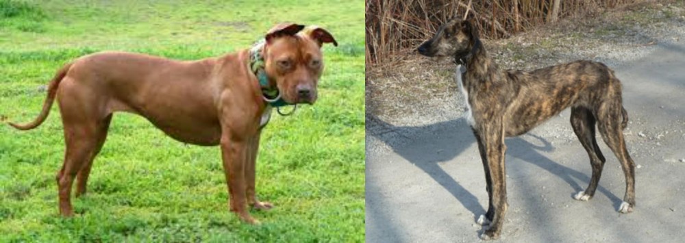 American Staghound vs American Pit Bull Terrier - Breed Comparison