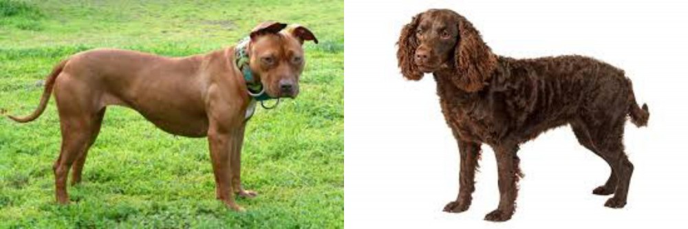 American Water Spaniel vs American Pit Bull Terrier - Breed Comparison