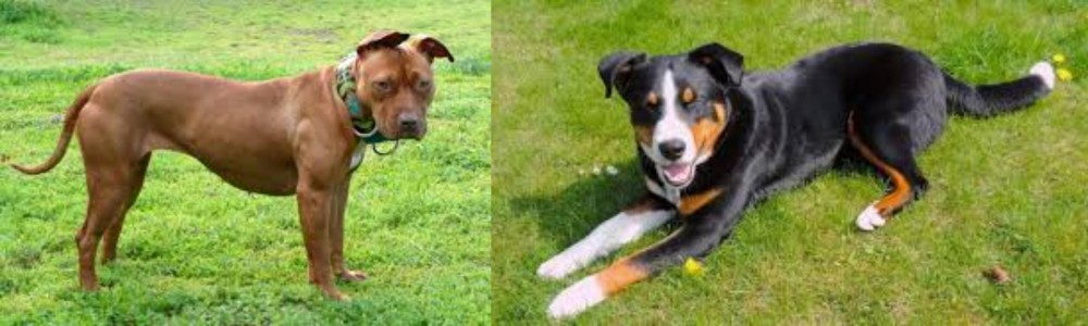 Appenzell Mountain Dog vs American Pit Bull Terrier - Breed Comparison