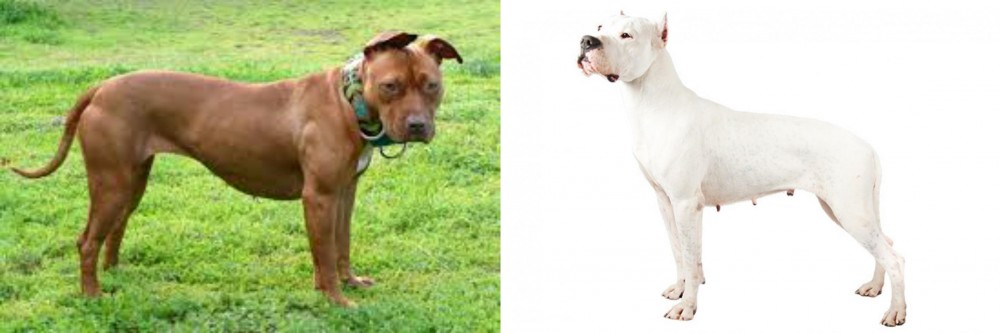 Argentine Dogo vs American Pit Bull Terrier - Breed Comparison
