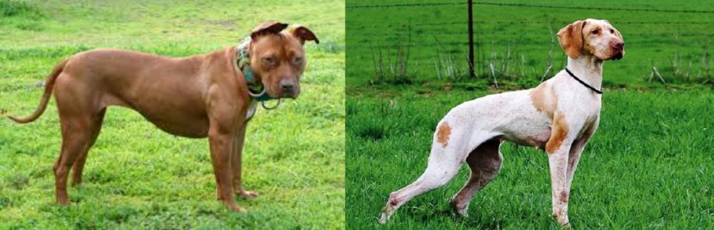 Ariege Pointer vs American Pit Bull Terrier - Breed Comparison