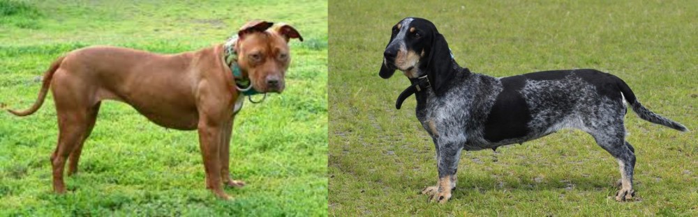 Basset Bleu de Gascogne vs American Pit Bull Terrier - Breed Comparison