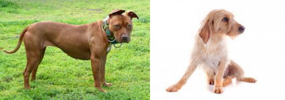 Basset Fauve de Bretagne vs American Pit Bull Terrier - Breed Comparison