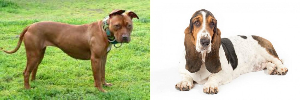 Basset Hound vs American Pit Bull Terrier - Breed Comparison
