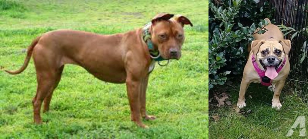 Beabull vs American Pit Bull Terrier - Breed Comparison