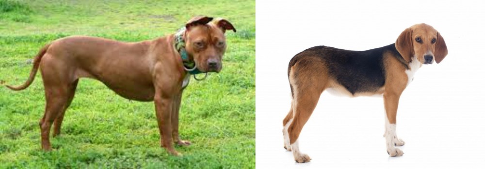 Beagle-Harrier vs American Pit Bull Terrier - Breed Comparison