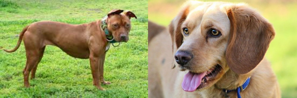 Beago vs American Pit Bull Terrier - Breed Comparison