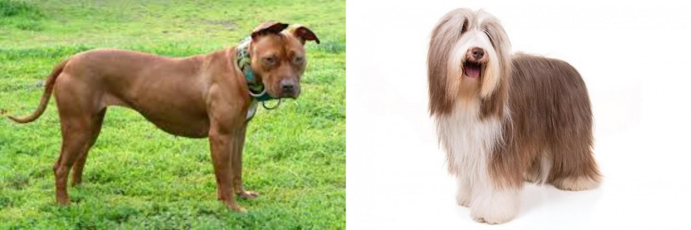 Bearded Collie vs American Pit Bull Terrier - Breed Comparison