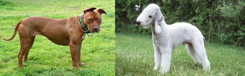 Bedlington Terrier vs American Pit Bull Terrier - Breed Comparison