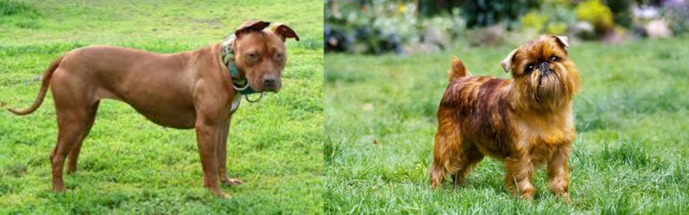 Belgian Griffon vs American Pit Bull Terrier - Breed Comparison