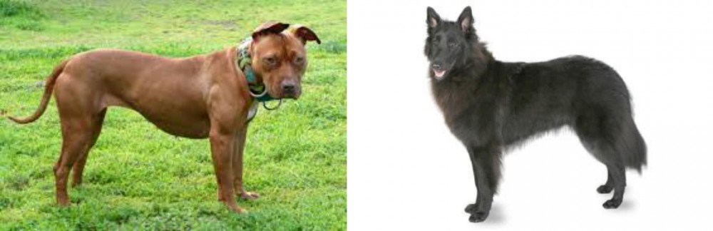 Belgian Shepherd vs American Pit Bull Terrier - Breed Comparison