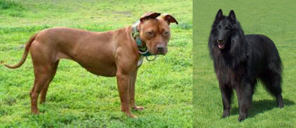 Belgian Shepherd Dog (Groenendael) vs American Pit Bull Terrier - Breed Comparison