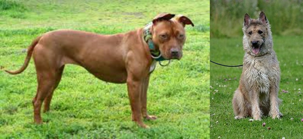 Belgian Shepherd Dog (Laekenois) vs American Pit Bull Terrier - Breed Comparison