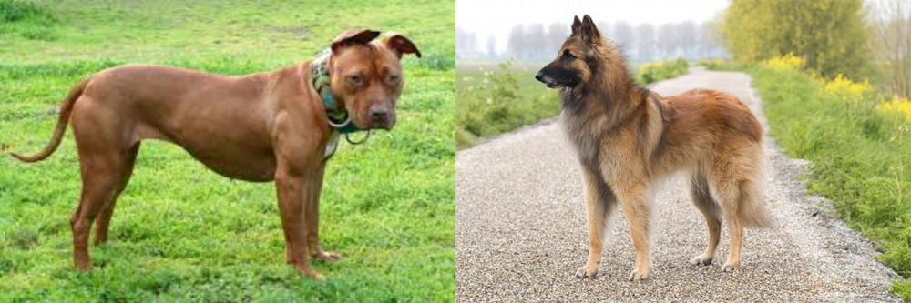 Belgian Shepherd Dog (Tervuren) vs American Pit Bull Terrier - Breed Comparison