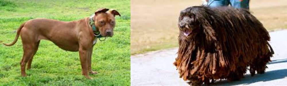 Bergamasco vs American Pit Bull Terrier - Breed Comparison