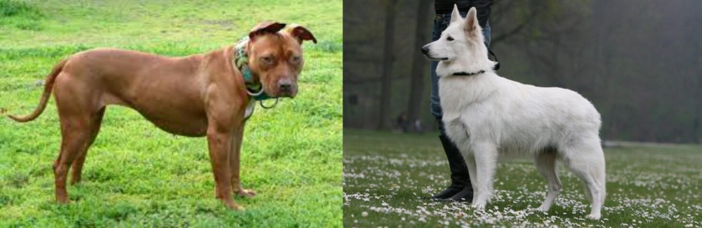 Berger Blanc Suisse vs American Pit Bull Terrier - Breed Comparison