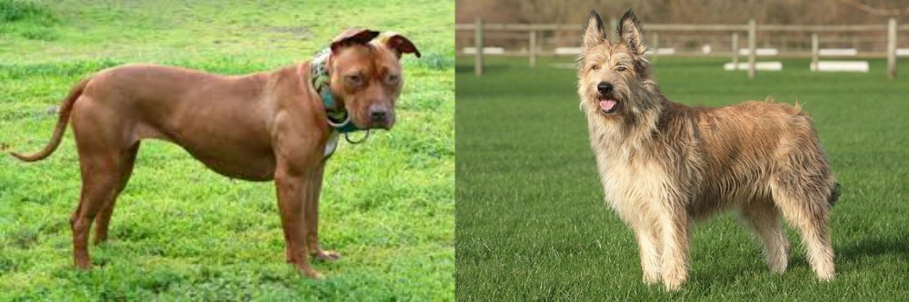 Berger Picard vs American Pit Bull Terrier - Breed Comparison