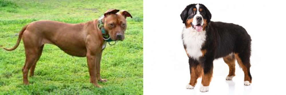 Bernese Mountain Dog vs American Pit Bull Terrier - Breed Comparison