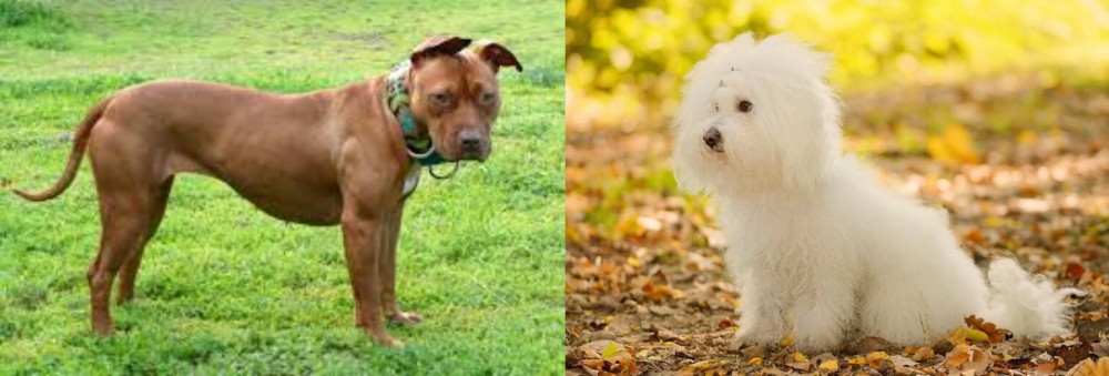 Bichon Bolognese vs American Pit Bull Terrier - Breed Comparison