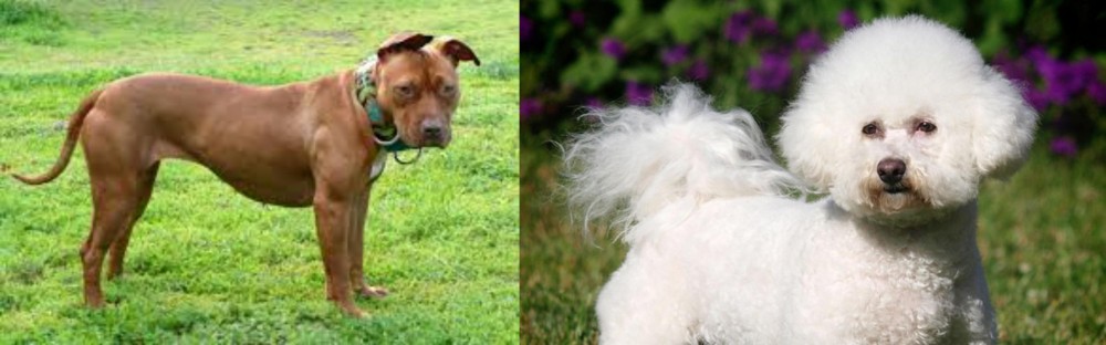 Bichon Frise vs American Pit Bull Terrier - Breed Comparison