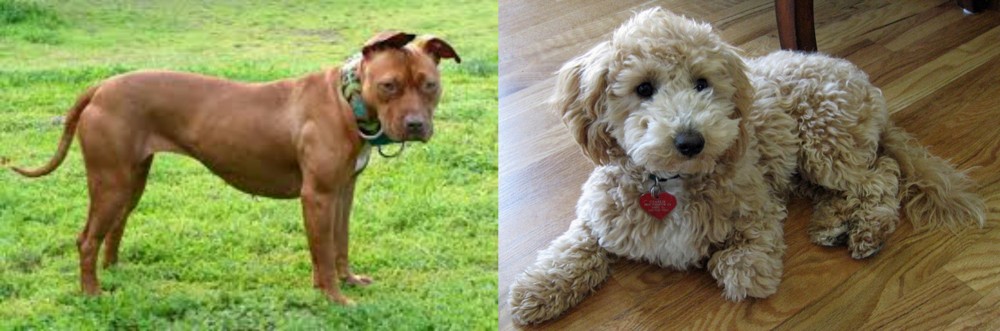 Bichonpoo vs American Pit Bull Terrier - Breed Comparison