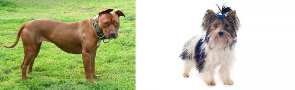Biewer vs American Pit Bull Terrier - Breed Comparison