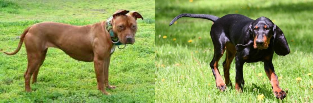 Black and Tan Coonhound vs American Pit Bull Terrier - Breed Comparison