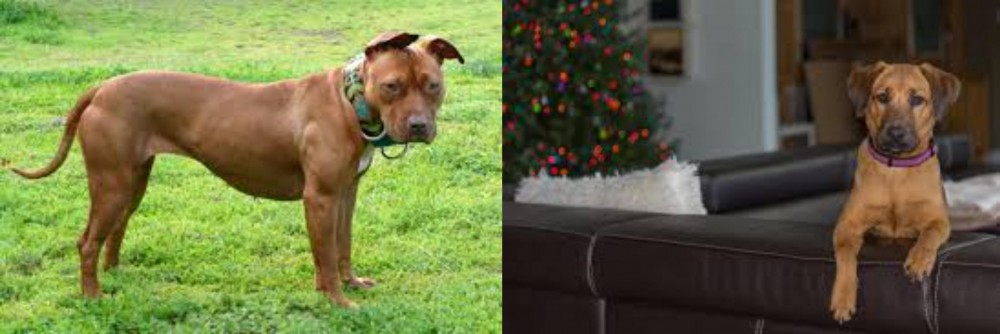 Black Mouth Cur vs American Pit Bull Terrier - Breed Comparison