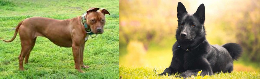 Black Norwegian Elkhound vs American Pit Bull Terrier - Breed Comparison