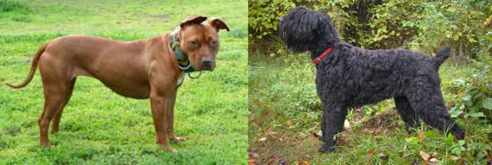 Black Russian Terrier vs American Pit Bull Terrier - Breed Comparison