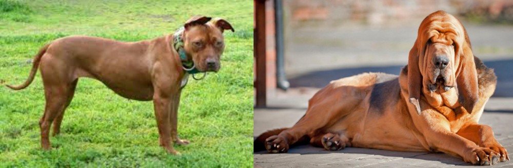 Bloodhound vs American Pit Bull Terrier - Breed Comparison