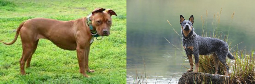 Blue Healer vs American Pit Bull Terrier - Breed Comparison