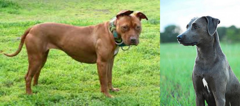 Blue Lacy vs American Pit Bull Terrier - Breed Comparison