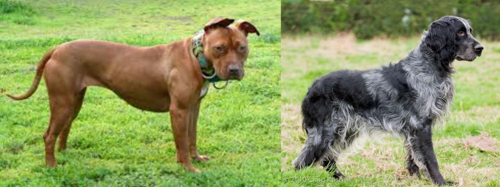 Blue Picardy Spaniel vs American Pit Bull Terrier - Breed Comparison